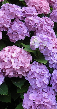 250